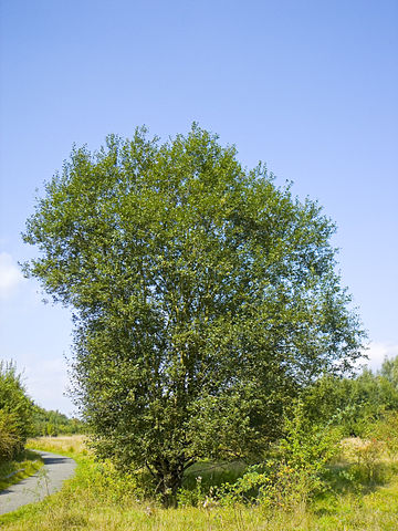 Salix caprea